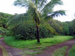 Hawaii &raquo; Maui &raquo; Hanaroad