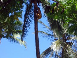 Hawaii &raquo; Oahu &raquo; polynesian cultural center &raquo; Polynesian Cultural Center