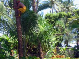 Polynesian Cultural Center