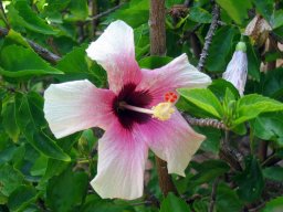 Polynesian Cultural Center