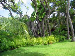Polynesian Cultural Center