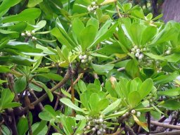 Polynesian Cultural Center