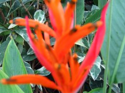 Polynesian Cultural Center