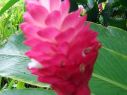 Polynesian Cultural Center