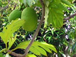 Polynesian Cultural Center